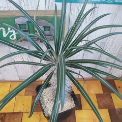 【観葉植物】パキポディウム　ゲアイーの画像