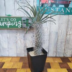 【観葉植物】パキポディウム　ゲアイーの画像