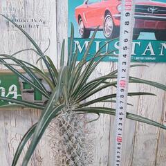 【観葉植物】パキポディウム　ゲアイーの画像