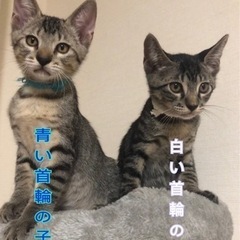 鯖トラ柄の男の子