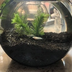 ミニピオトープ　メダカ5匹の画像