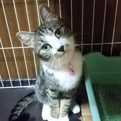 ありがとうございます！里親様決まりました！悲しい別れを乗り越えて...