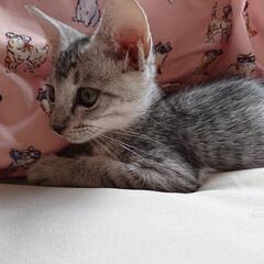 ありがとうございます！里親様決まりました！可愛すぎ♥シルバーグレ...