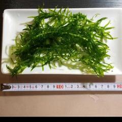 無農薬 アナカリス 20本オオカナダモ エビ金魚メダカアクアリウ...