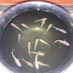 三色めだか　15匹3000円