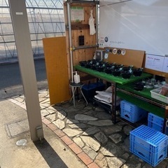 8月8日メダカ販売