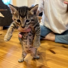 子猫の里親さん募集 - 猫