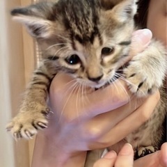 子猫の里親さん募集