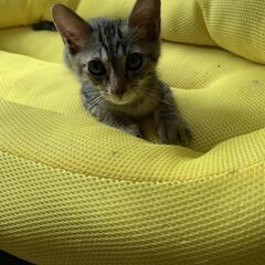 ひとりぼっちの僕を家族に。の画像