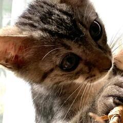 ひとりぼっちの僕を家族に。 - 猫