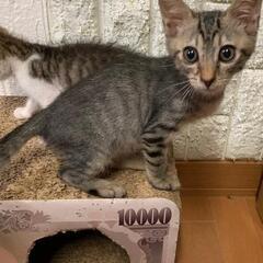 ひとりぼっちの僕を家族に。 - 里親募集