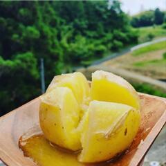 【売り切れ次第終了❗】野菜販売します♪8月13日・14日12時~