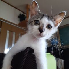 生後3ヶ月の子猫です。里親さん募集してます！