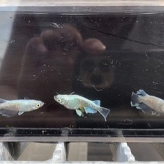 メダカ【マリアージュロングフィン】の画像