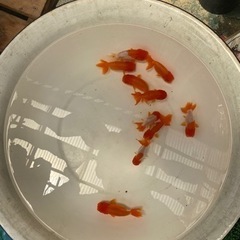 宇野系らんちゅう3歳10匹プラスおまけ。まとめて！の画像