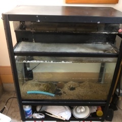 60センチ水槽、うなぎ