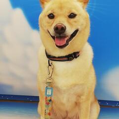 犬友募集　 - 郡山市