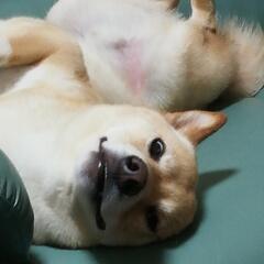 犬友募集　 - その他