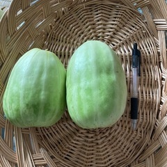 決まりました★美味で簡単★浅漬け用のウリ3個の画像