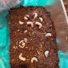 カブトムシの幼虫です