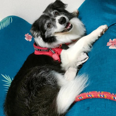 一時停止 ボーダーコリー   里親募集