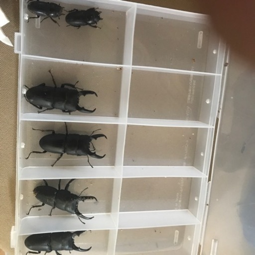 今年もありがとうございました。お陰様で完売致しました。ヒラタクワガタ　オス4 メス2 セット