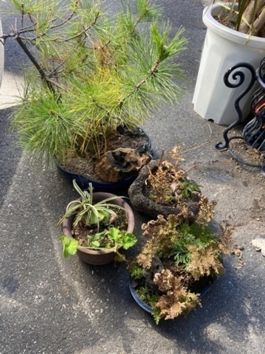 植物、松、特大鉢
