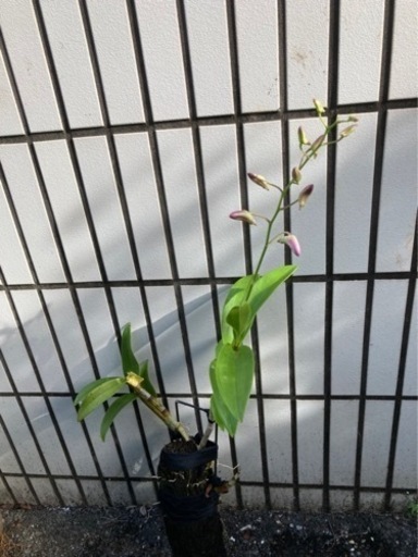 蘭 紫デンファーレ 鉢植えから80cmくらいです