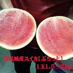 御供え用のスイカ販売します！