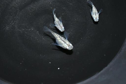 メダカ  サボテンダルマ幼魚！(*^^*) 3匹セット