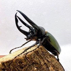 引取ります、カブトムシ クワガタ等