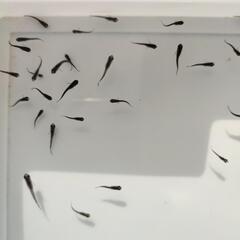 メダカ　オロチの稚魚②