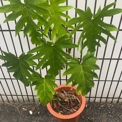 観葉植物 鉢植え合わせて105cmくらいです