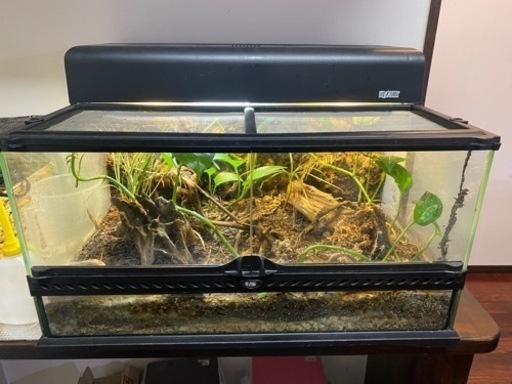 爬虫類ケージ　ジェックス　GEX EXOTERRA