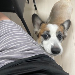 パンダコーギー