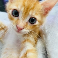 2ヶ月くらいの男の子🐈‍⬛