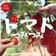 ベルファームつくば　有機農場　ミニトマト収穫体験イベント『ミニト...