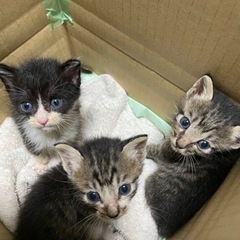 里親さん募集します