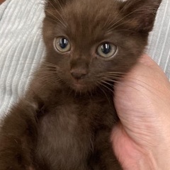 珍しい♪こげ茶ちゃん