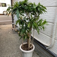 ソングオブジャマイカの中古が安い!激安で譲ります・無料で ソングオブジャマイカの中古が安い!激安で譲ります・無料で