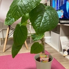 観葉植物