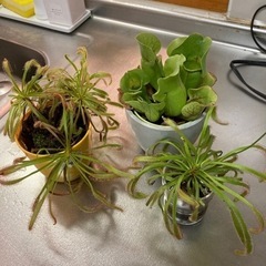 食虫植物　モウセンゴケ　など
