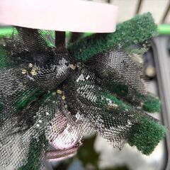 メダカ　産卵床　めだかの画像