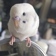 白色のセキセイインコが迷子になってしまいました