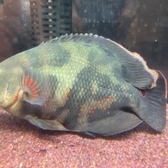ワイルドオスカーです