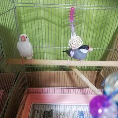白文鳥♂桜文鳥♀