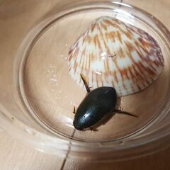 ゲンゴロウ 8/8  灯火採集、オス？