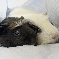 モルモット　2匹オス