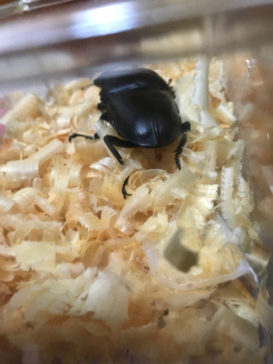 最終値下げ　オオクワガタ能勢yg 本家血統　87.2mm