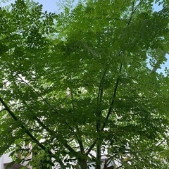 モリンガの葉　あげます
